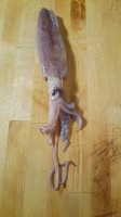 whole uncleaned squid